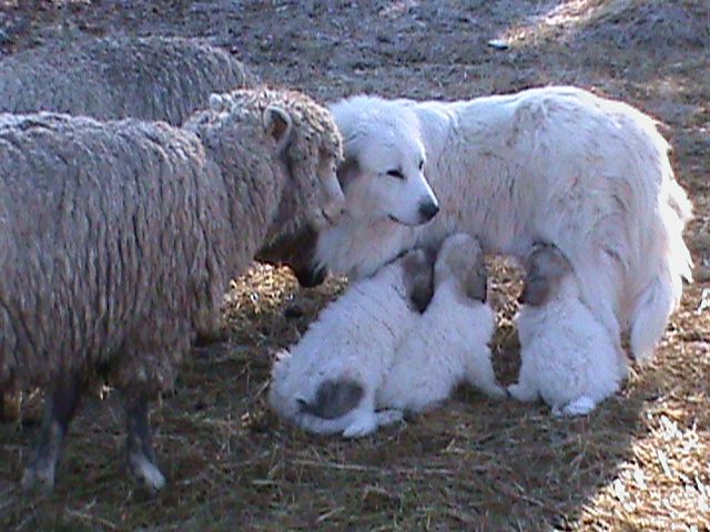 Boo,  pups and sheep