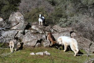 Great Pyrenees helps clean up after the goats have kidded.