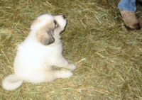 Pompier Great Pyrenees puppies