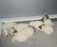 3wkPerfectRelaxation